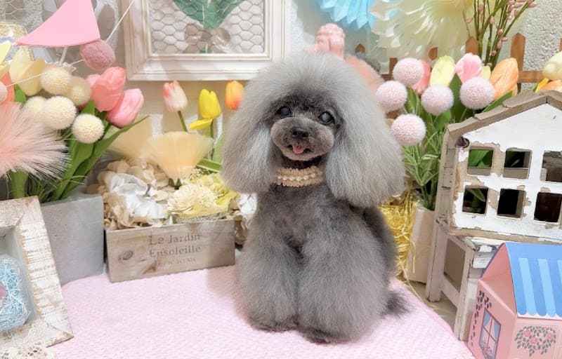 DogSalon Milien ドッグサロンミリアンの写真4