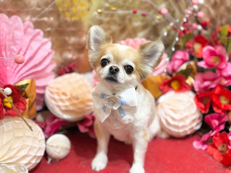 DogSalon Milien ドッグサロンミリアンの写真5