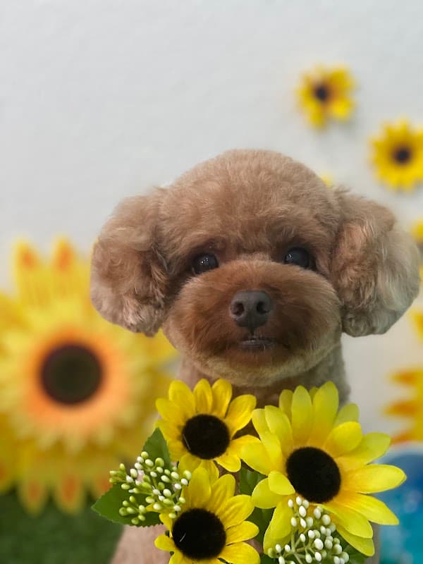 Dog salon nene ドッグサロンネネの写真
