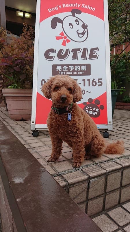 Dog’s Beauty Salon CUTIEの写真