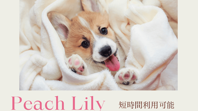 Peach Lily Dog Hotelの写真