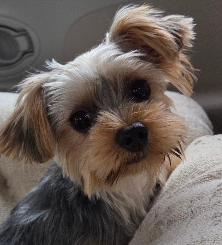 愛犬の美容室エンジェルの写真