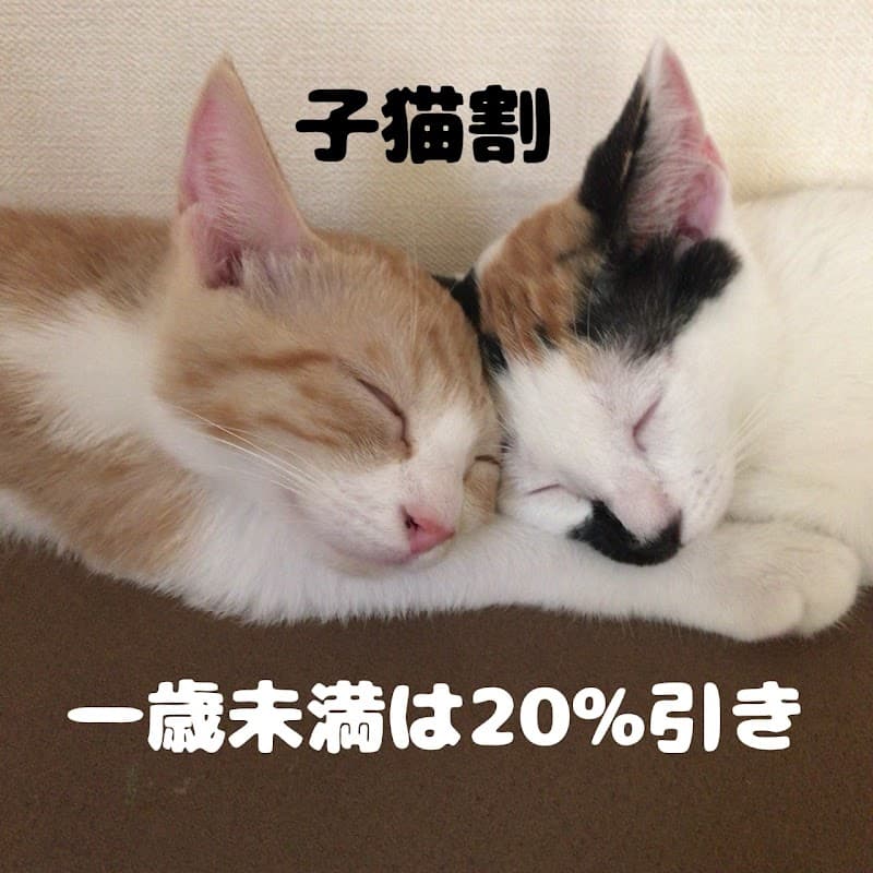 Cat Nurse Groomingの写真
