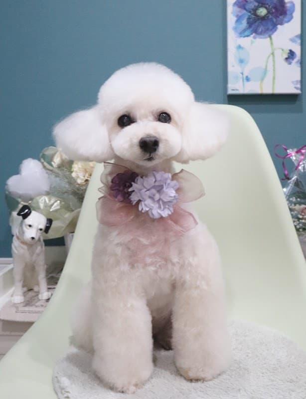 dog salon dropの写真