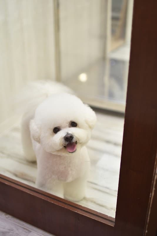 ペットサロンToutou Blancの写真
