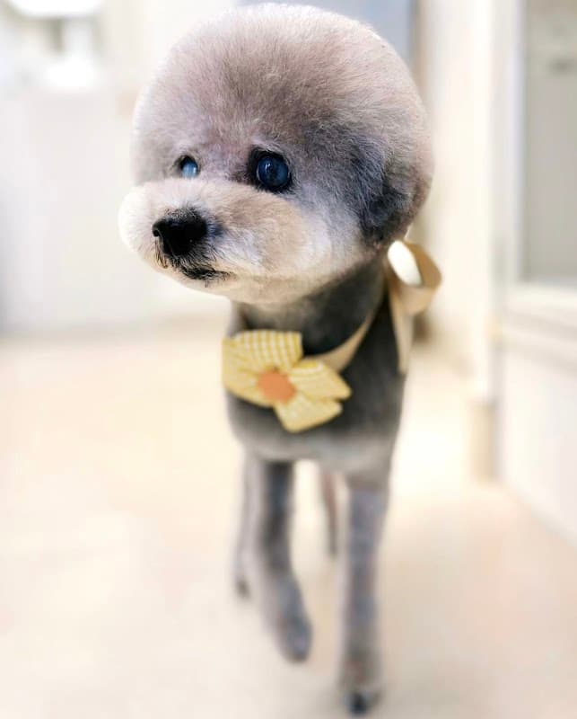 DOG SALON MARIN ドッグサロンマリンの写真