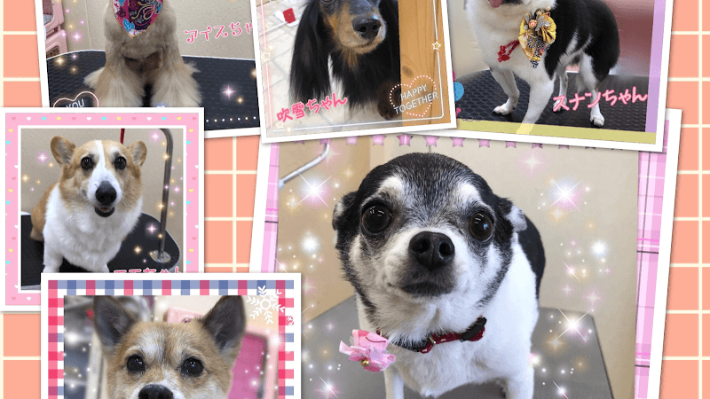愛犬美容室 QunQun イオンタウン泊店の写真