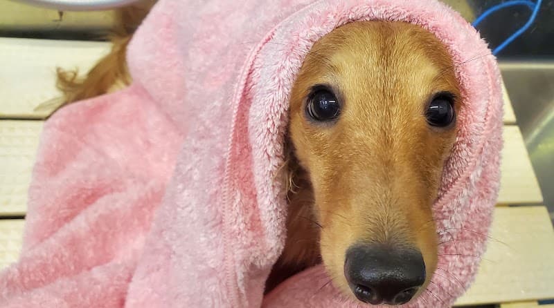どっぐふぁーすとの写真
