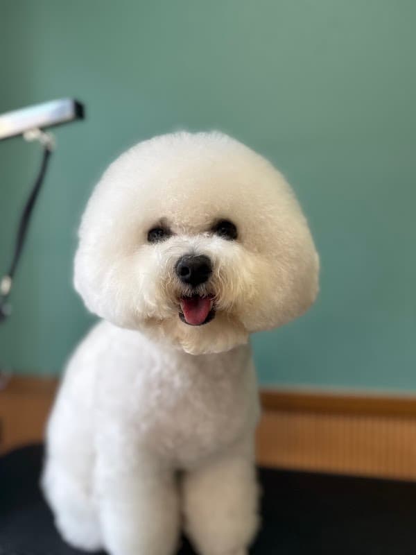 DogSalon Mashの写真