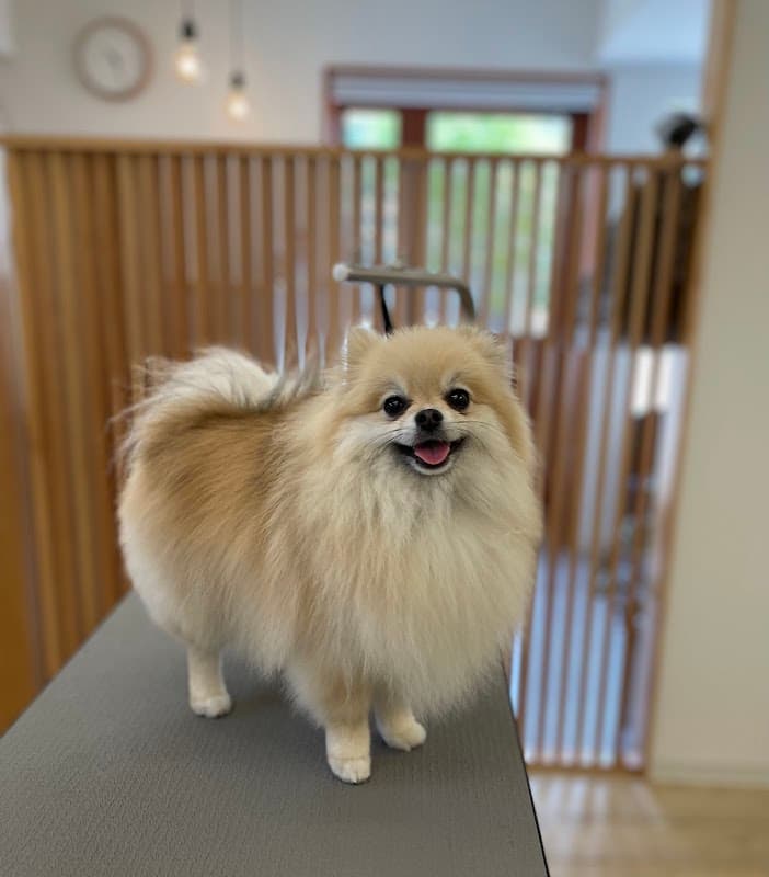 dog salon tsumugiの写真