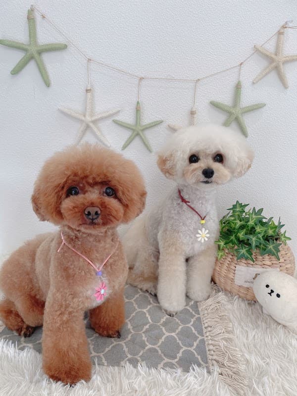 Dog Salon MOFU MOFU(ドッグサロンモフモフ)の写真