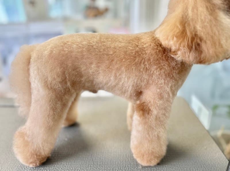 DogSalon OluMelの写真