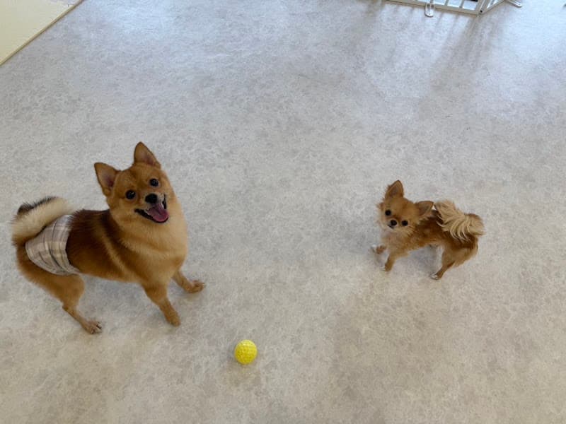 dogsalon TiaRa 松戸店の写真