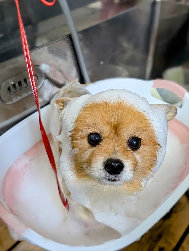 ペットサロン&ホテル ルポの写真