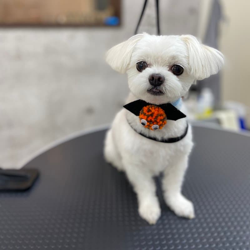 brown~dog salon~の写真2