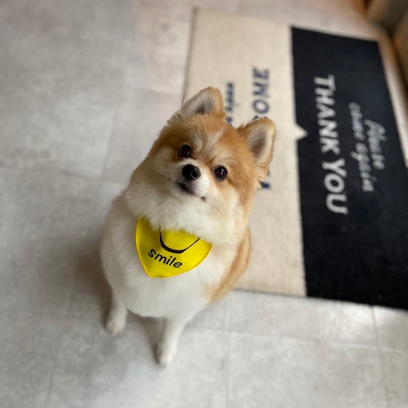 brown~dog salon~の写真4