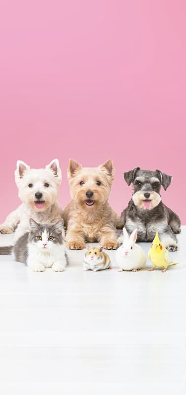 ペットハウスりぼん トリミング ペットホテル 子犬販売の写真