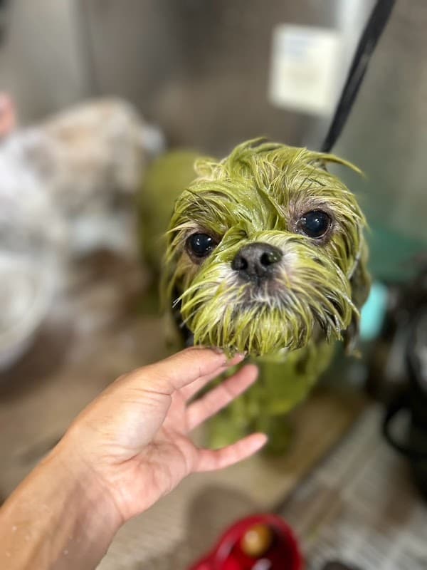 犬の美容室RJの写真