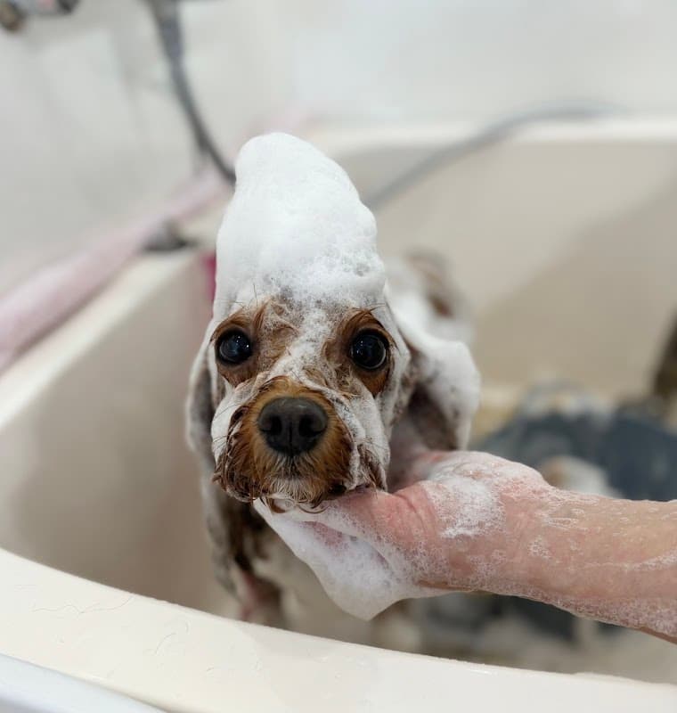 Dogsalon Sachi(ドッグサロンサチ)の写真