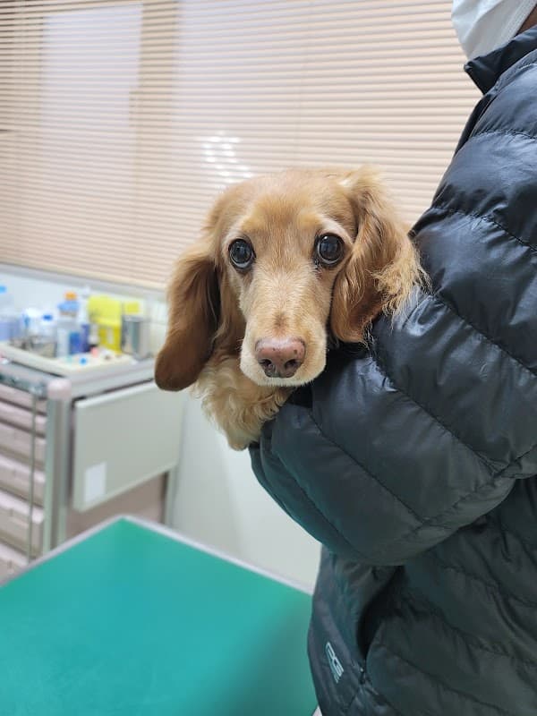 とかみ動物病院の写真