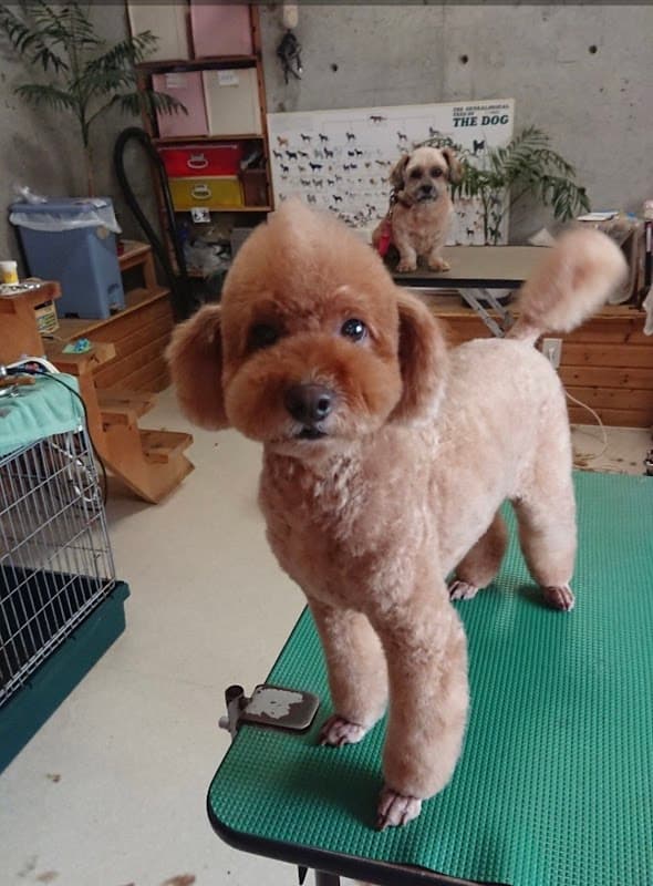 ドッグトリミングサロン ラブラの写真