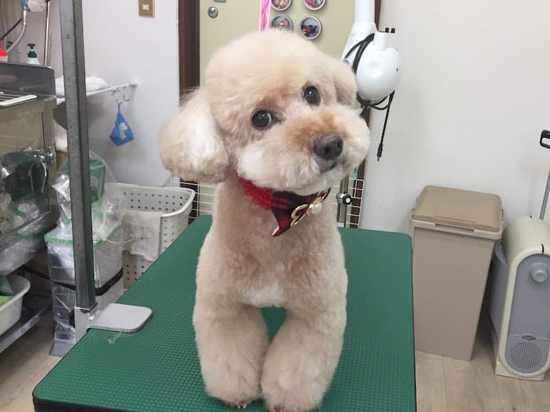 トリプルドッグの写真