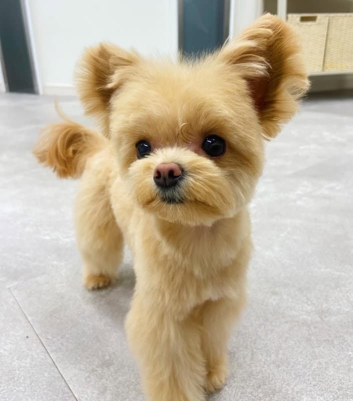 ペットホテル & トリミングサロン ワンルーク 港区赤坂店の写真4