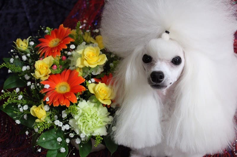 Dog Salon りぼんの写真