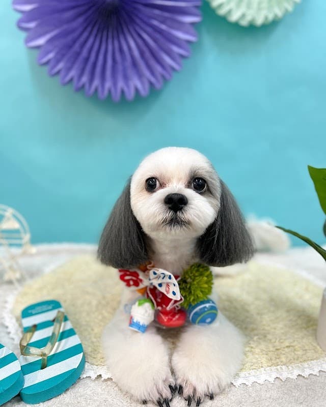隠れ家トリミングサロンコッコローネ COCCOLONEの写真5