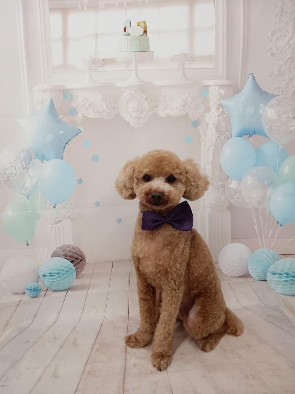 dog salon VIOLA.(ビオラ)の写真
