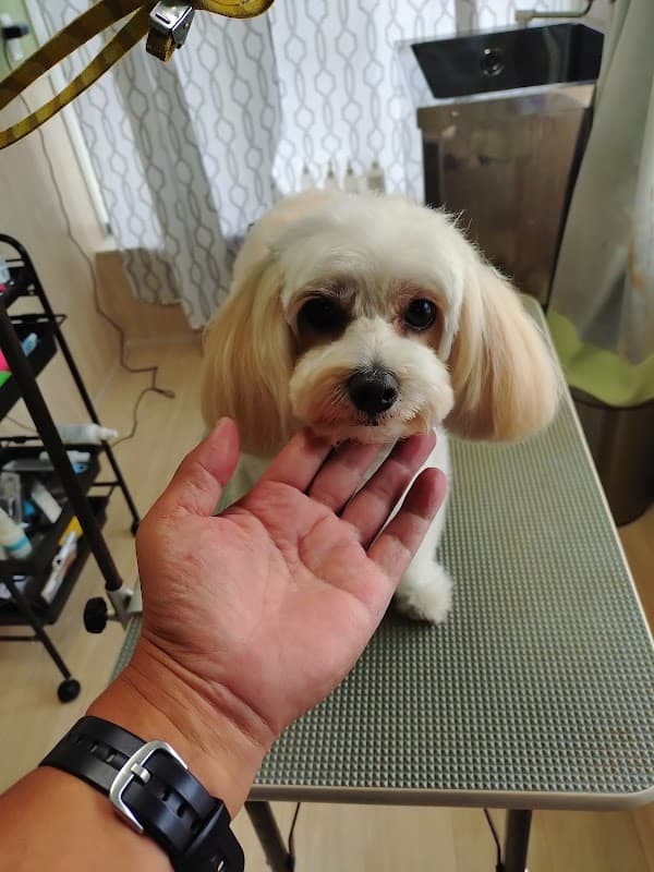愛犬美容室violaの写真