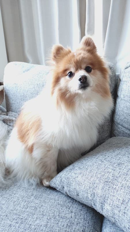 犬の美容室ちゃくらの写真1