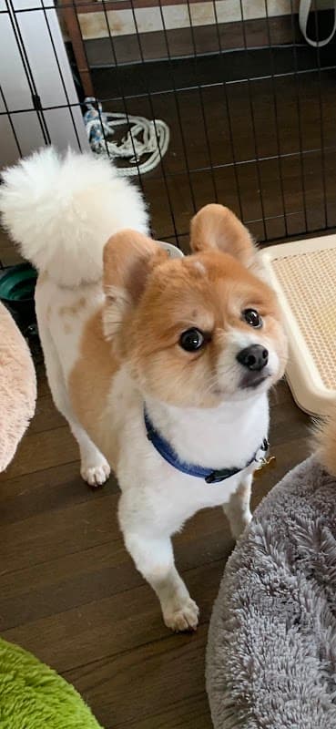 犬の美容室ちゃくらの写真2