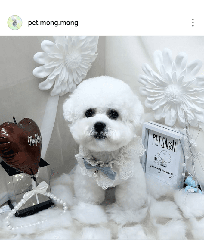 pet salon MongMong(モンモン)の写真1