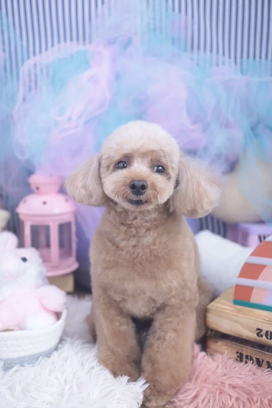 Dog Salon Zeroの写真