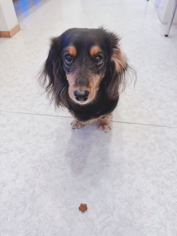 しんつつみ動物病院の写真