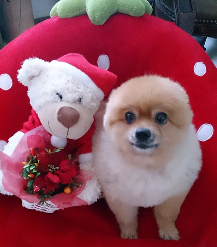 DogSalonぐれいすの写真1