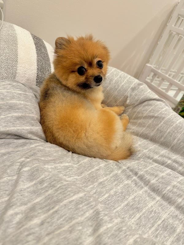 dog salon Asの写真