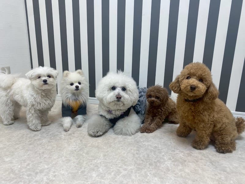 犬の総合施設BLISS total dog salon阿波座店の写真