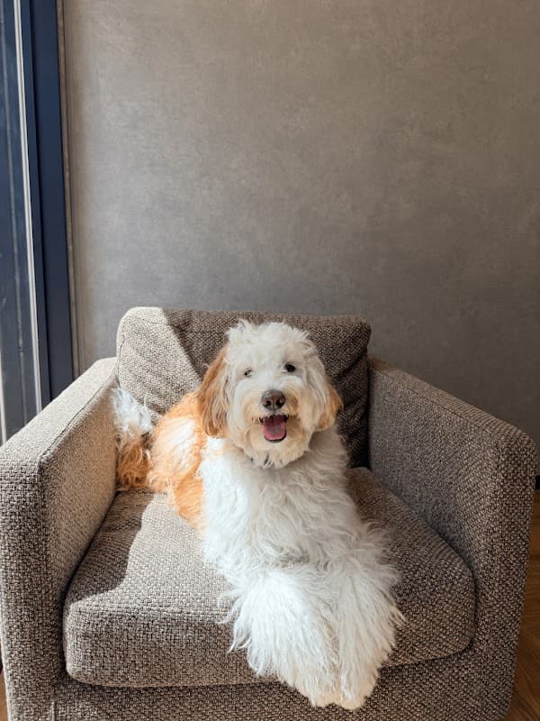 トリミングサロン/ドッグサロン THE DOG GROOMING WANLY(ワンリー)の写真1