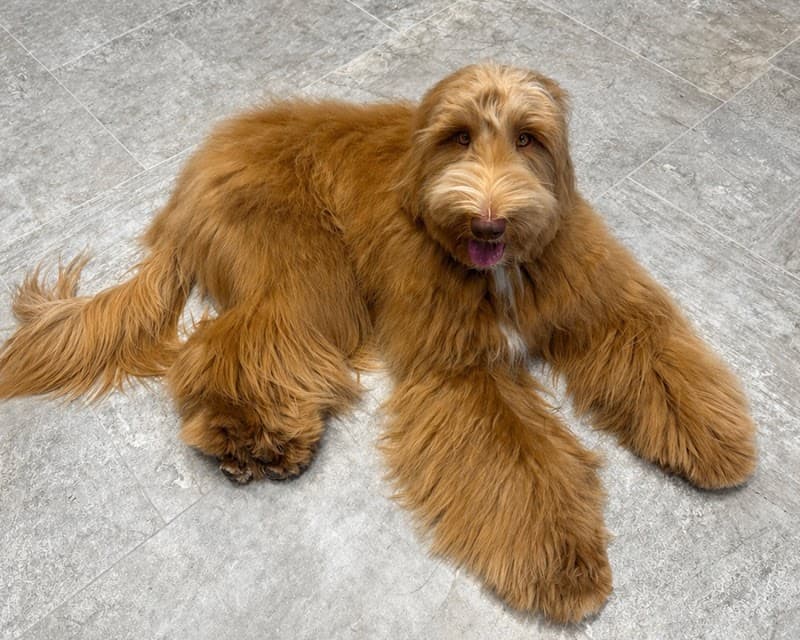 トリミングサロン/ドッグサロン THE DOG GROOMING WANLY(ワンリー)の写真4