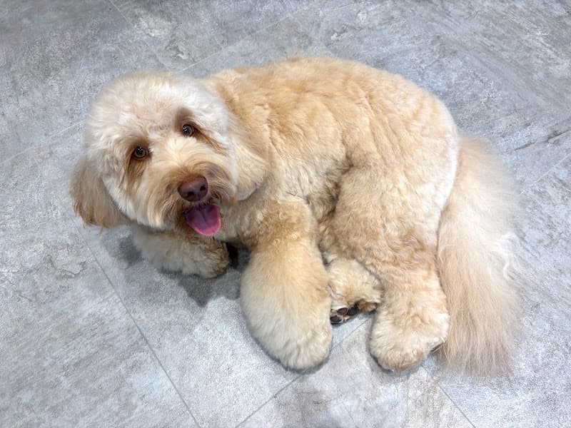 トリミングサロン/ドッグサロン THE DOG GROOMING WANLY(ワンリー)の写真5