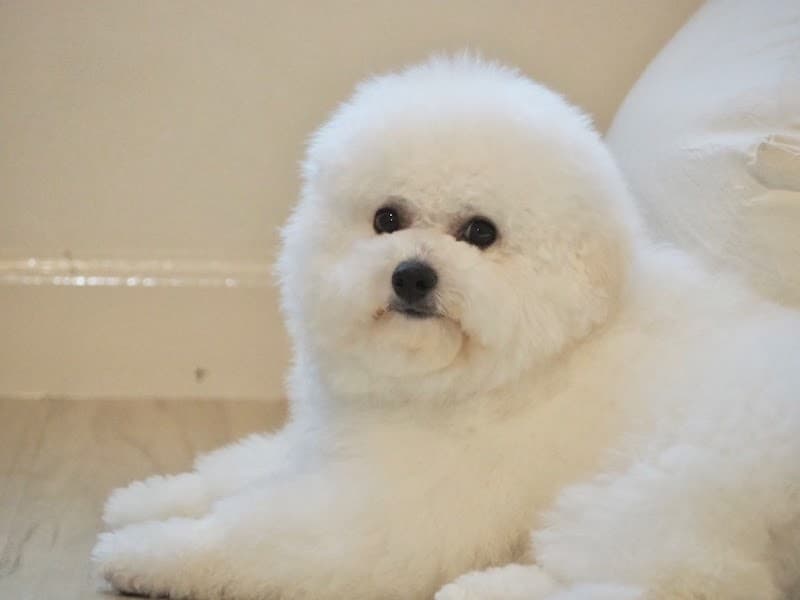 トリミングサロンオルオル 'olu'oluの写真