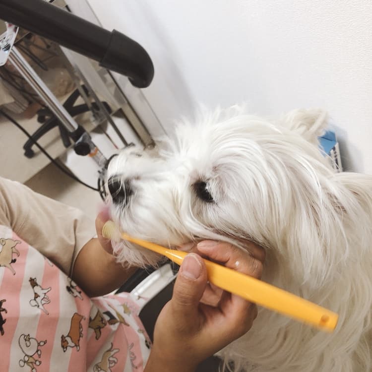 dog salon Parfait*の写真