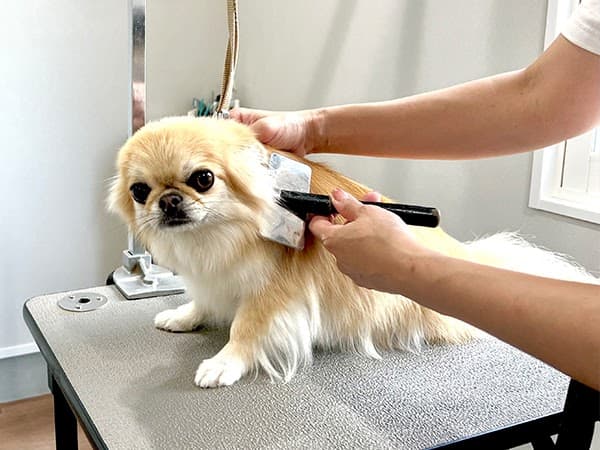 ドッグサロン蒼の写真