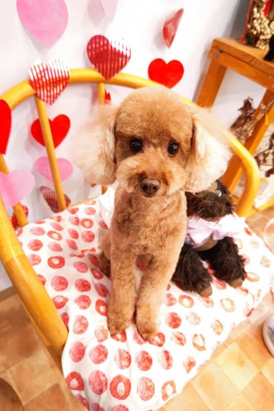 Dogsalon kanonの写真