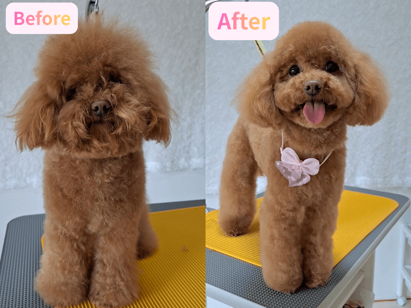 pet salon Qの写真2