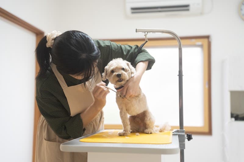 pet salon Qの写真3