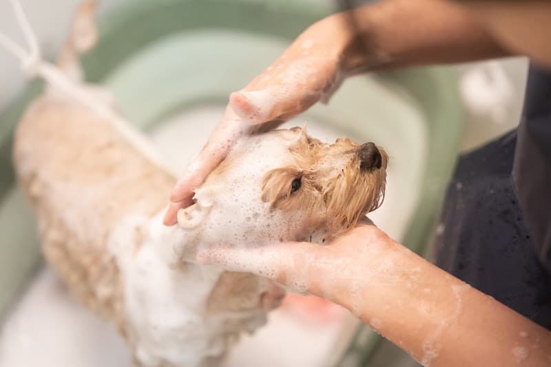 pet salon Qの写真4
