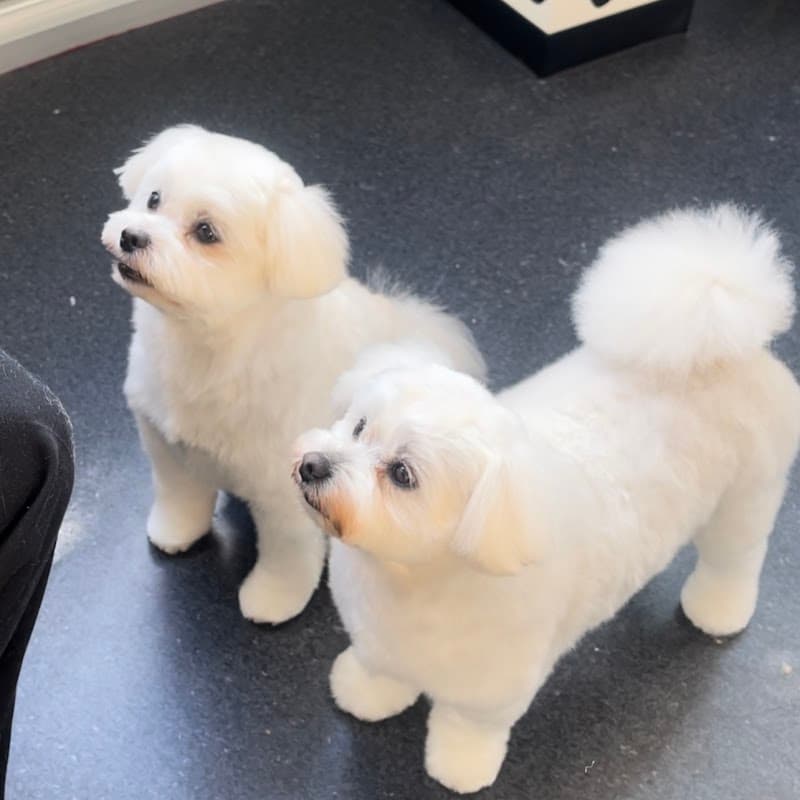 Aimer Les Chiens -中小型犬専門トリミングサロンエメレシャンの写真3